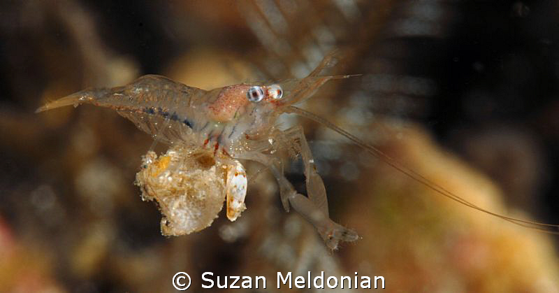 Shrimp relaxing or sunning itself. Just sat out on this l... by Suzan Meldonian 