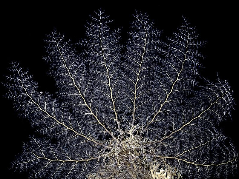 "Basket Star at night" 
  
This open BS offers an incre... by Henry Jager 