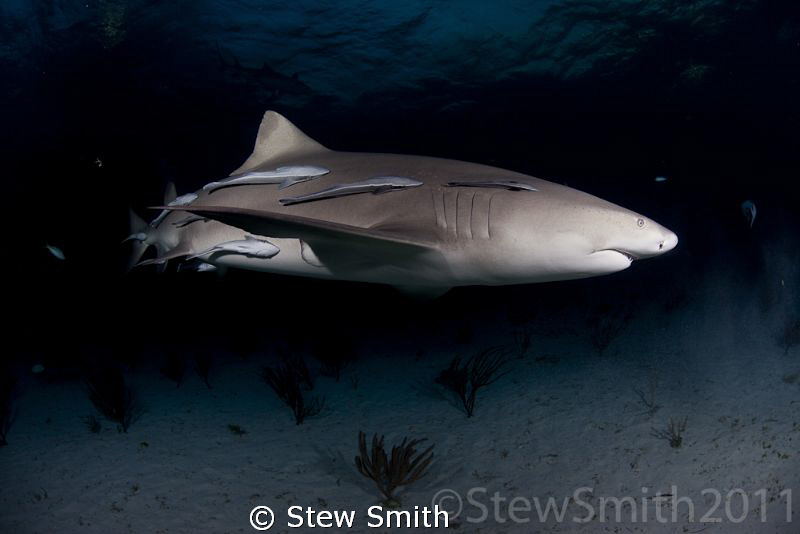 Lemon Shark at dusk by Stew Smith 