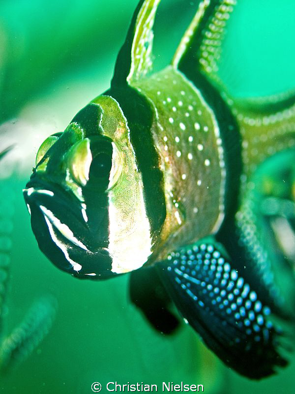 I think this is the Banggai cardinal fish, which is suppo... by Christian Nielsen 