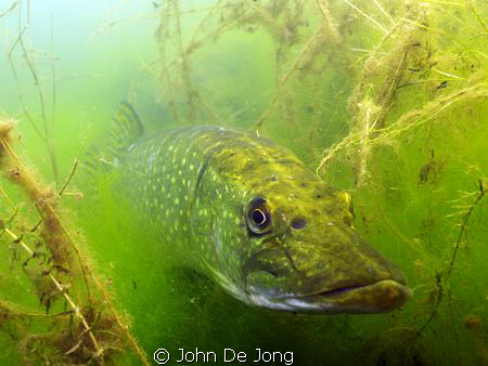 Pike between vegetation, waiting for some prey. by John De Jong 
