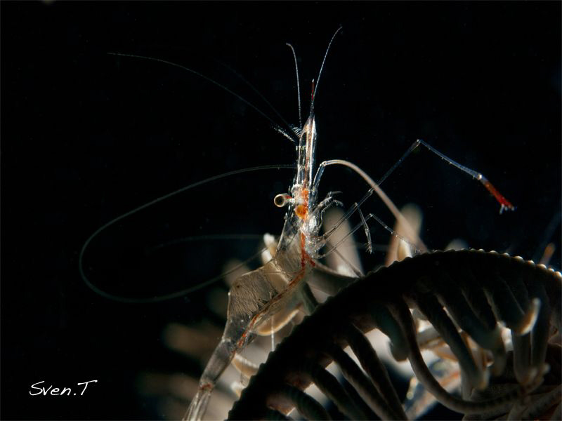 Shrimp.. by Sven Tramaux 