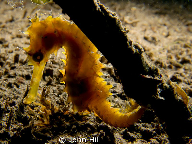 Sea horse lit from behind with  extended strobe.  I've go... by John Hill 