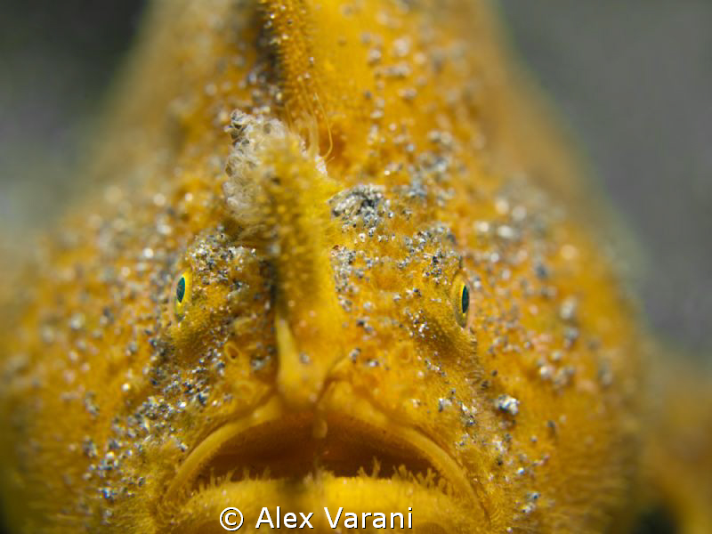 Antennarius hispidus (shaggy frogfish) by Alex Varani 