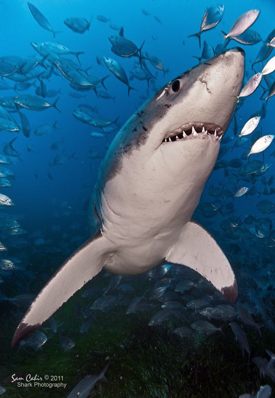 Meet Chainsaw the little 3.5m Great White.  The lens make... by Sam Cahir 