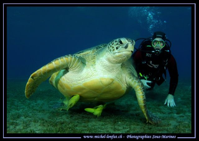 Diving with a big Turtle in the water's of the Red Sea in... by Michel Lonfat 