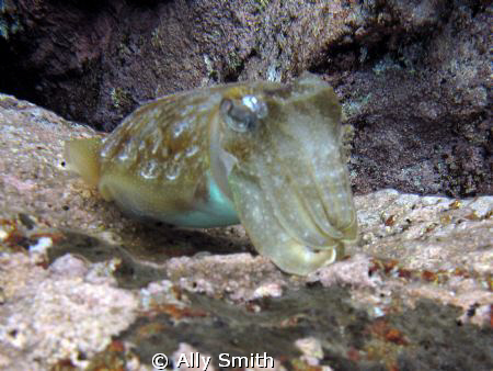 Cuttle Fish Taken at Las Eras off Tenerife with Canon G9 ... by Ally Smith 