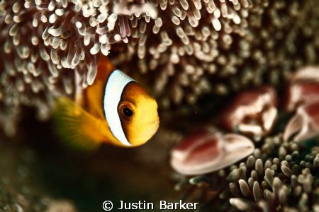 Clown fish with its host and porcelain crab in the backgr... by Justin Barker 