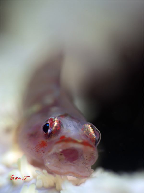 Tired goby... by Sven Tramaux 