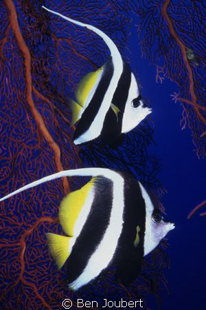 Longfin Bannerfish, right time, right place. They don't r... by Ben Joubert 