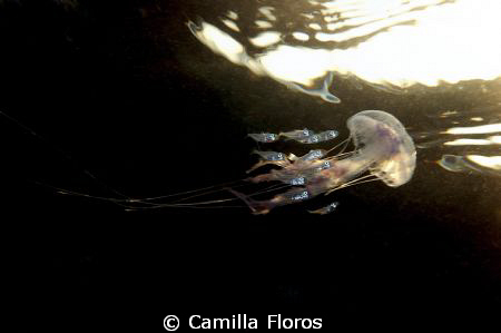 Jellyfish with satellite fish. by Camilla Floros 