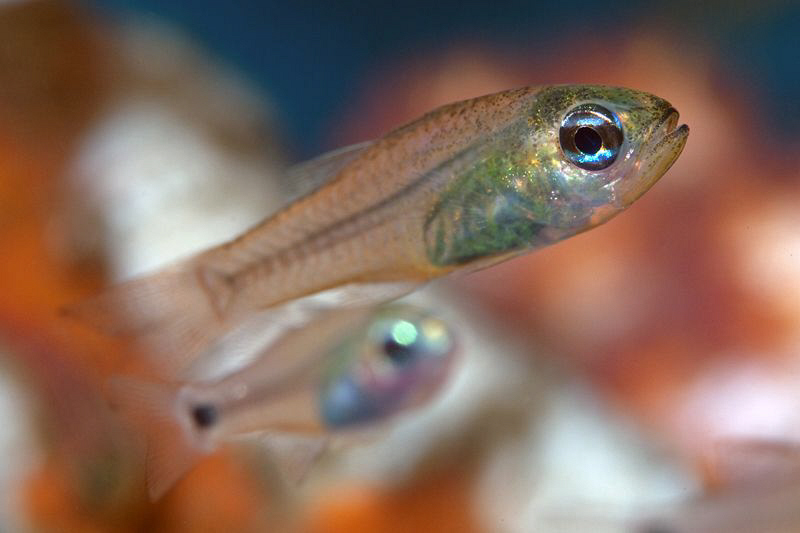 Juvenile Cardinalfish, Tulamben by Doug Anderson 