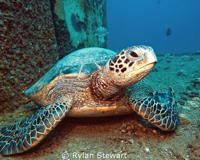 A very stately honu rests on top of the Sea Tiger wreck by Rylan Stewart 
