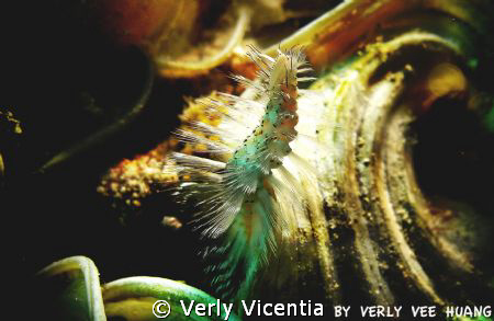 candid worm by Verly Vicentia 