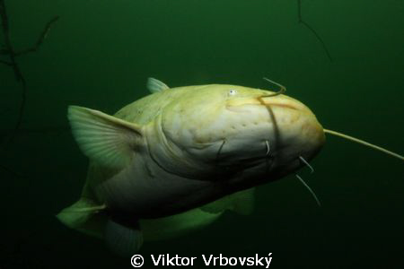 Catfish by Viktor Vrbovský 