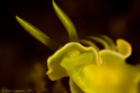 Nudibranch (Noumea crocea) shot at Sabang Wrecks, Sabang,... by Pietro Cremone 