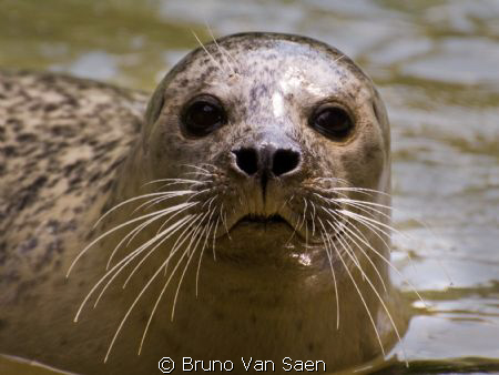 I could not catch him during the dive !!  But I keep tryi... by Bruno Van Saen 