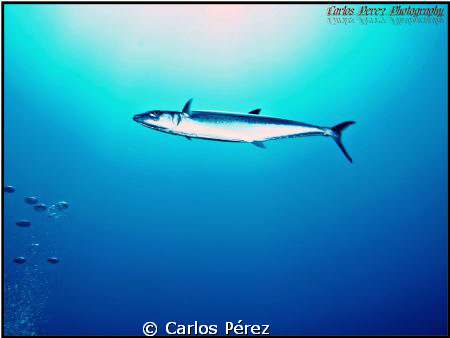 "Solo" SAW FISH @ Guanica's Fallen Rock Dive Site. Olympu... by Carlos Pérez 
