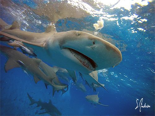 Lemon Sharks at the surface and Lemon Sharks on the botto... by Steven Anderson 