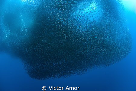 Sardines I by Victor Amor 