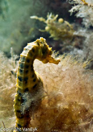 Seahorse looking over its "shoulder" by Bill Van Eyk 