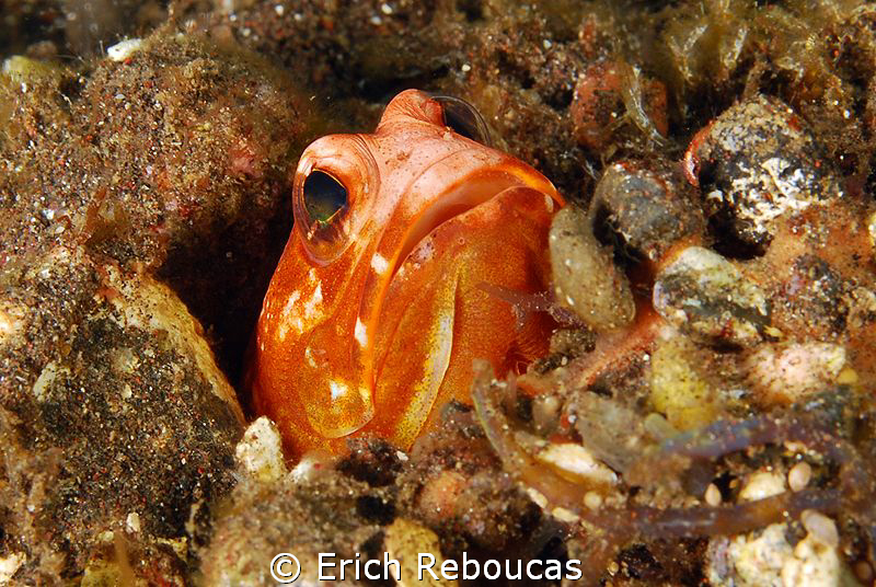 Red Jawfish. 
I may be wrong but this must be a rare one... by Erich Reboucas 