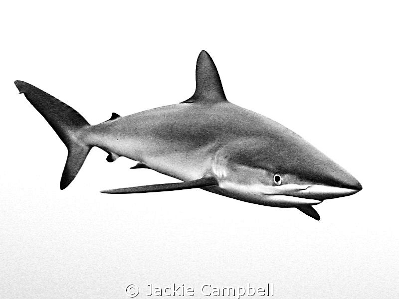 Silky shark under the dive boat in Sudan....converted to ... by Jackie Campbell 