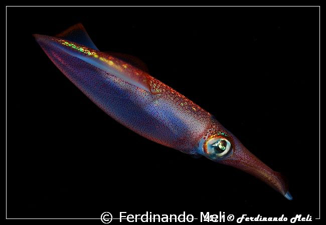 A very fast squid (Loligo vulgaris) in the night. by Ferdinando Meli 