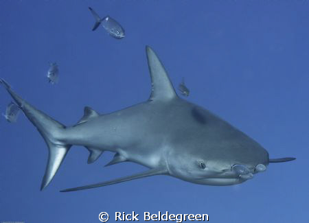 Reef shark; 60 mm; iso 100 ; 1/160; f/6.3; dual stobes TTL by Rick Beldegreen 