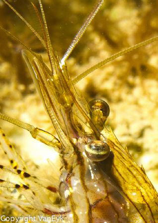 Small shrimp under pier by Bill Van Eyk 