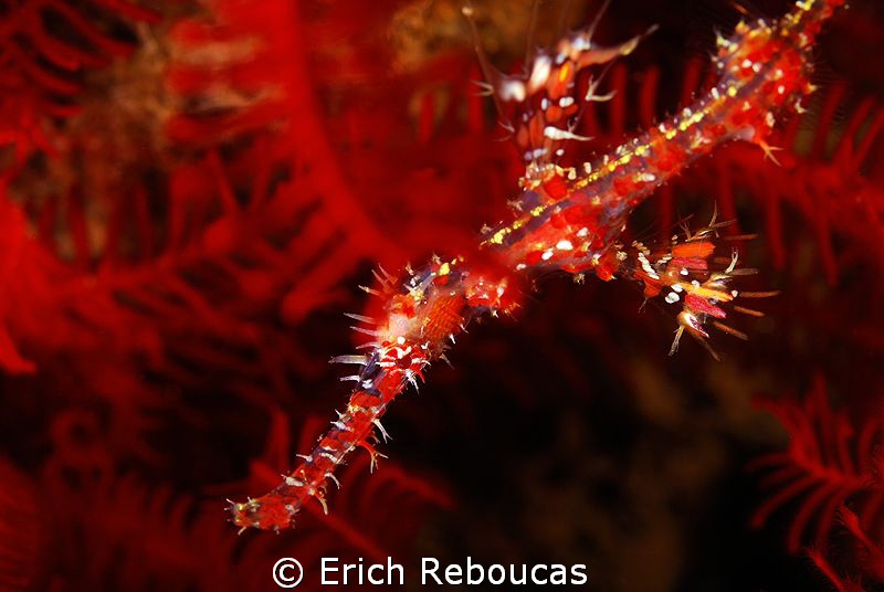 Juveline Ornate Ghostpipefish blending into the feather star by Erich Reboucas 