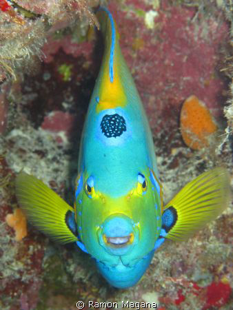 Queen angel fish he posed for the pic...very friendly by Ramon Magana 