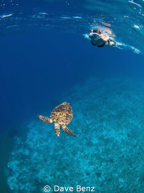 Snorkel dive at Klein Curacao, Netherland Antilles.
Amaz... by Dave Benz 