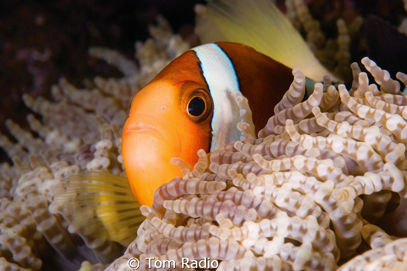 Clown Fish
Bali, Indonesia by Tom Radio 