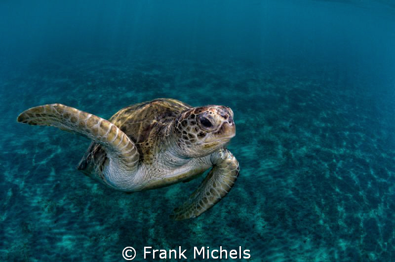 Fly Over

Turtle on the way to take a Breath. by Frank Michels 