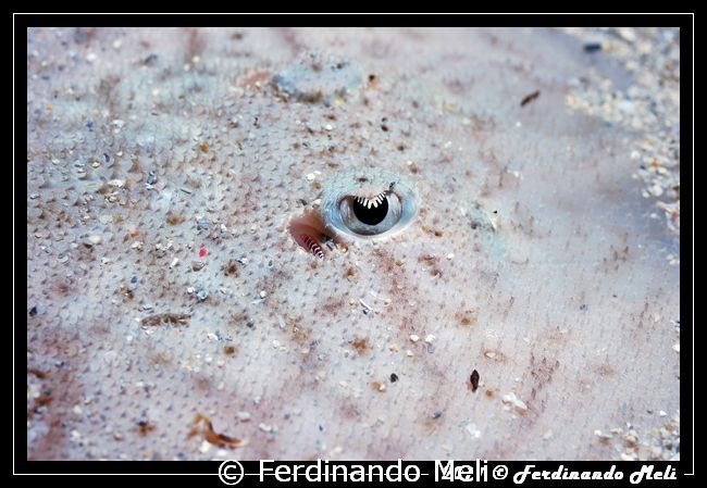 Torpedo in the sand. by Ferdinando Meli 