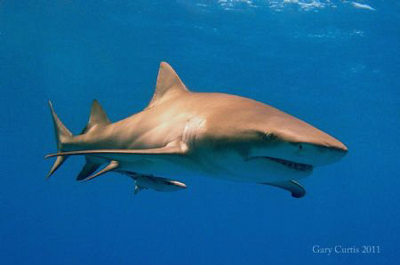 A Lemon Shark glides by whilst basking in the Sun's rays ... by Gary Curtis 