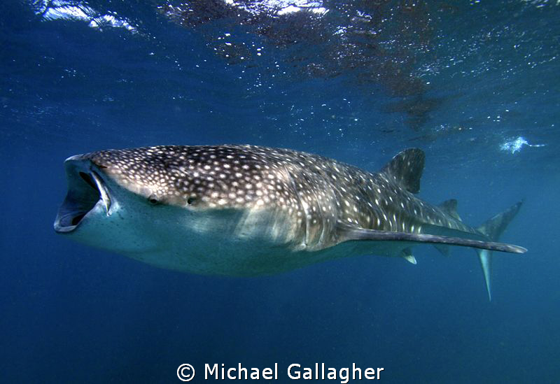 Open wide...whaleshark feeding, Djibouti by Michael Gallagher 