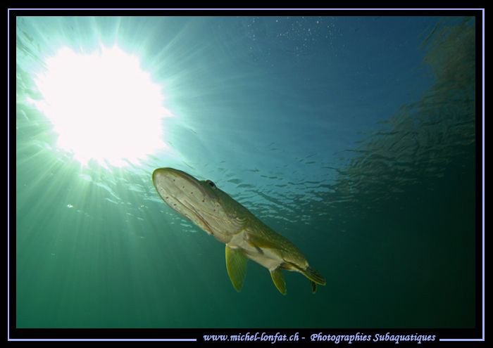 Pike Fish going for the sun... ;O)... by Michel Lonfat 