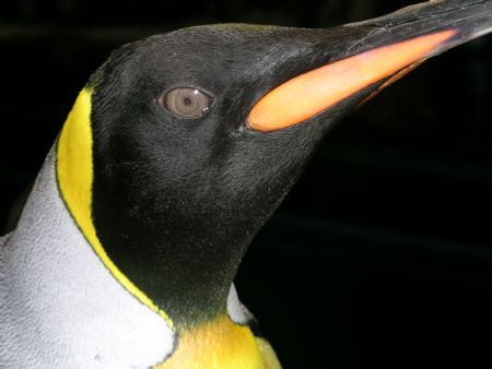 King penguin, Picture taken at San Antonia, Texas SeaWorld. by Jared Fuller 