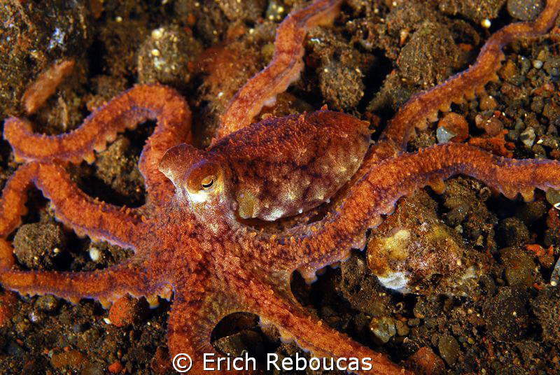 Longarm octopus, Tulamben, Bali by Erich Reboucas 
