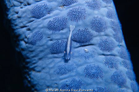 Blue Emperor Shrimp
I find emperor shrimps really unique... by Melati Aurora Devi Purwanto 