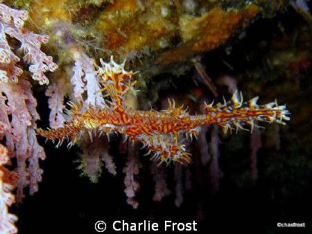Ghost Pipe Fish by Charlie Frost 