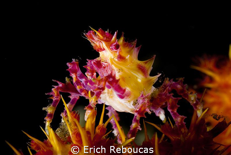 Soft coral crab, no cropping by Erich Reboucas 
