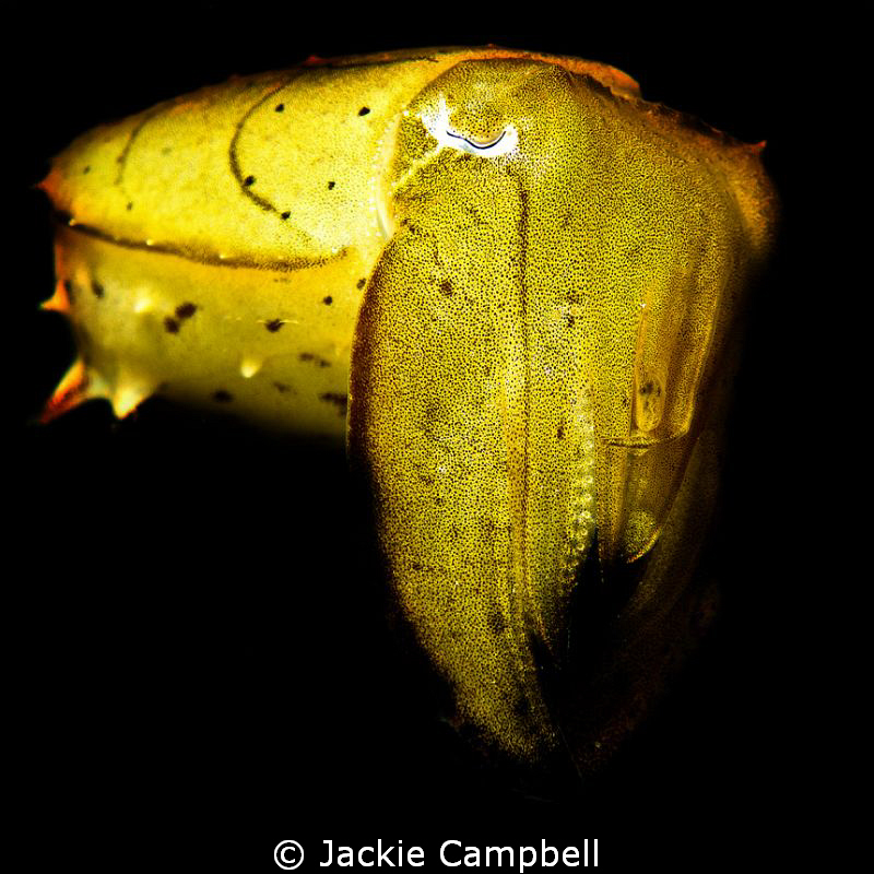 Mellow yellow :)
Baby cuttlefish happy to pose for the c... by Jackie Campbell 