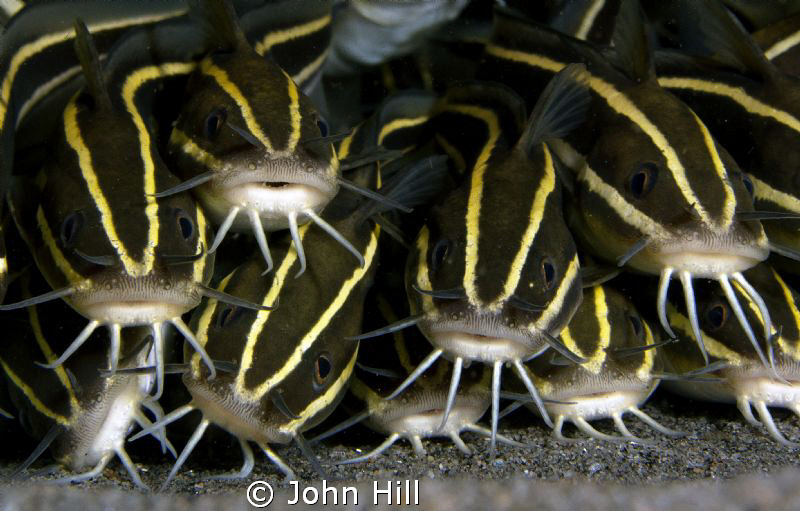 Huddled.  Striped Catfish found under half a barrel, ther... by John Hill 