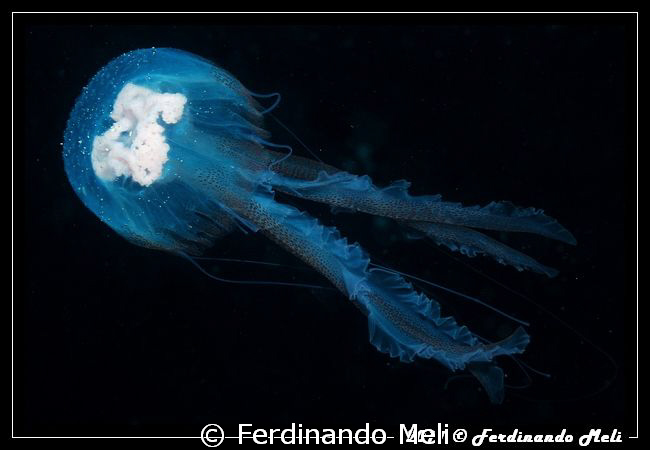Jellyfish. by Ferdinando Meli 