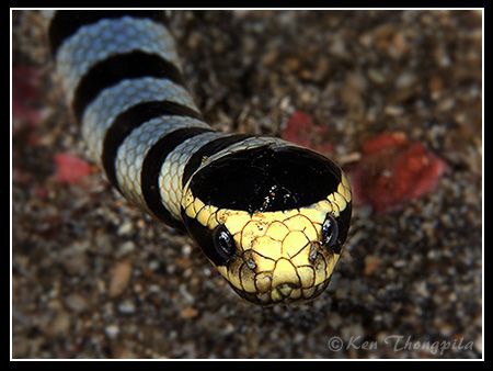Facing with Banded Sea Snake by Ken Thongpila 