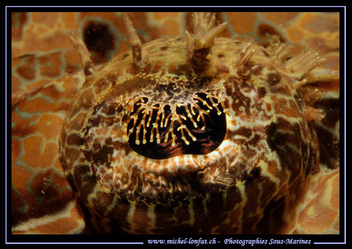 The eye of a Crocodile Fish... :O)... by Michel Lonfat 