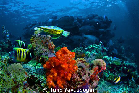 The Reef !! by Tunc Yavuzdogan 